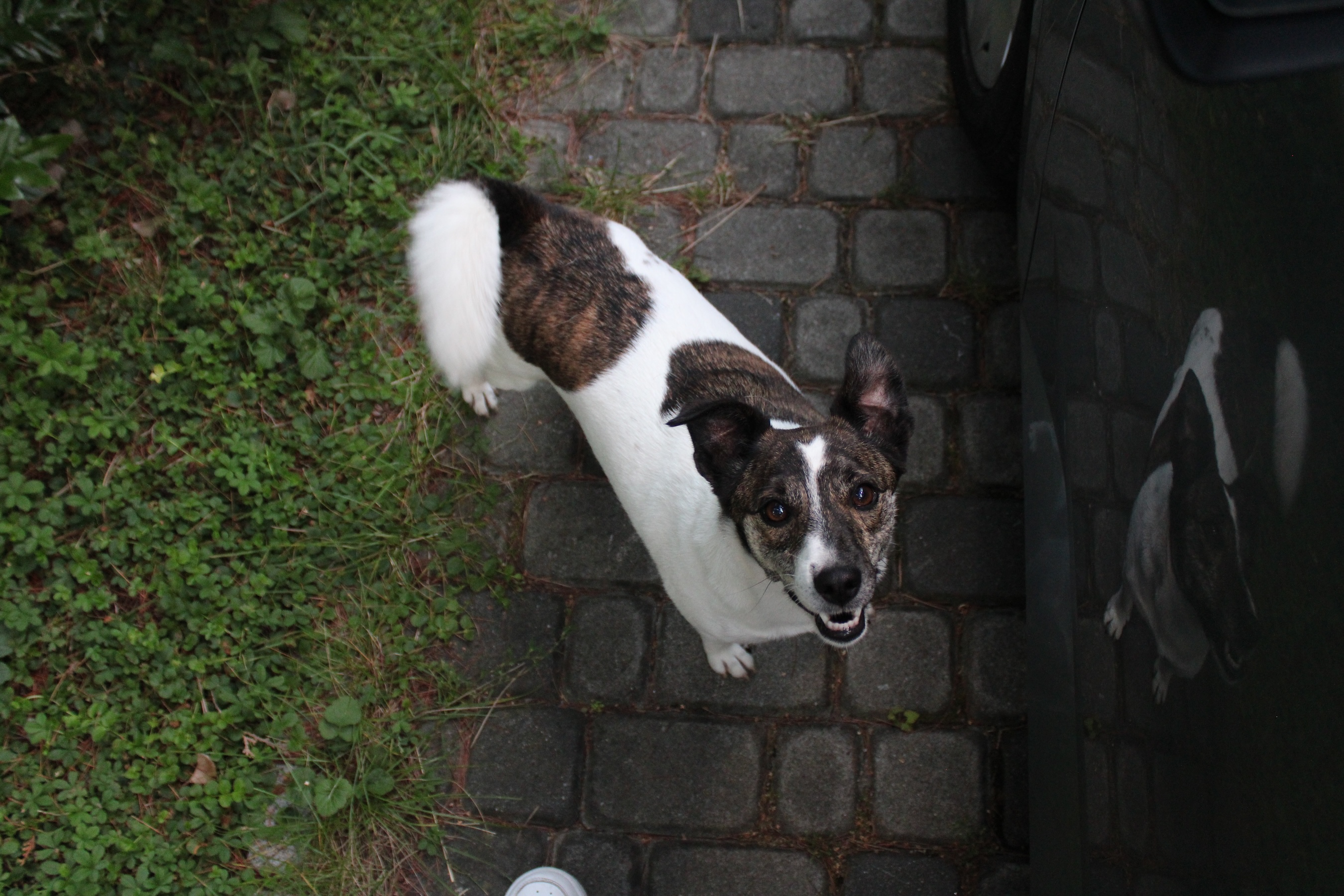 A dog looking up at me