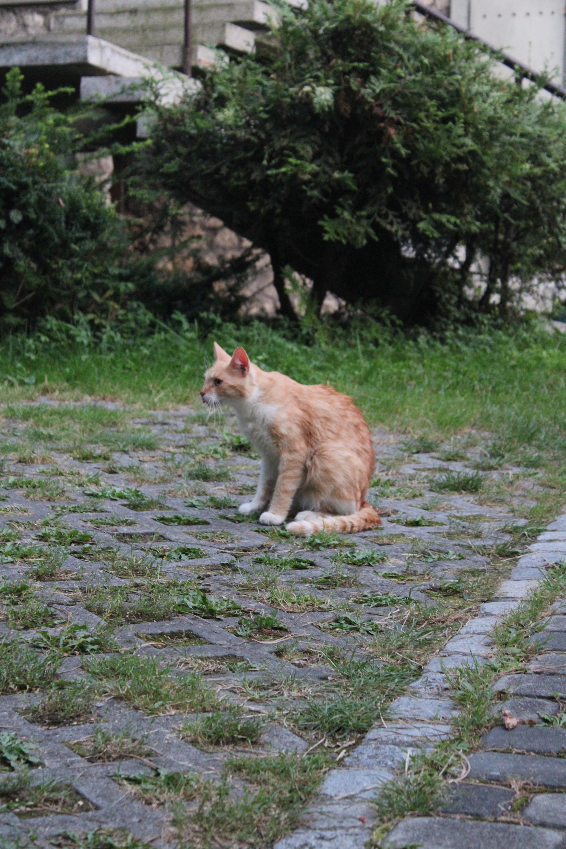 A cat on a grassy driveway