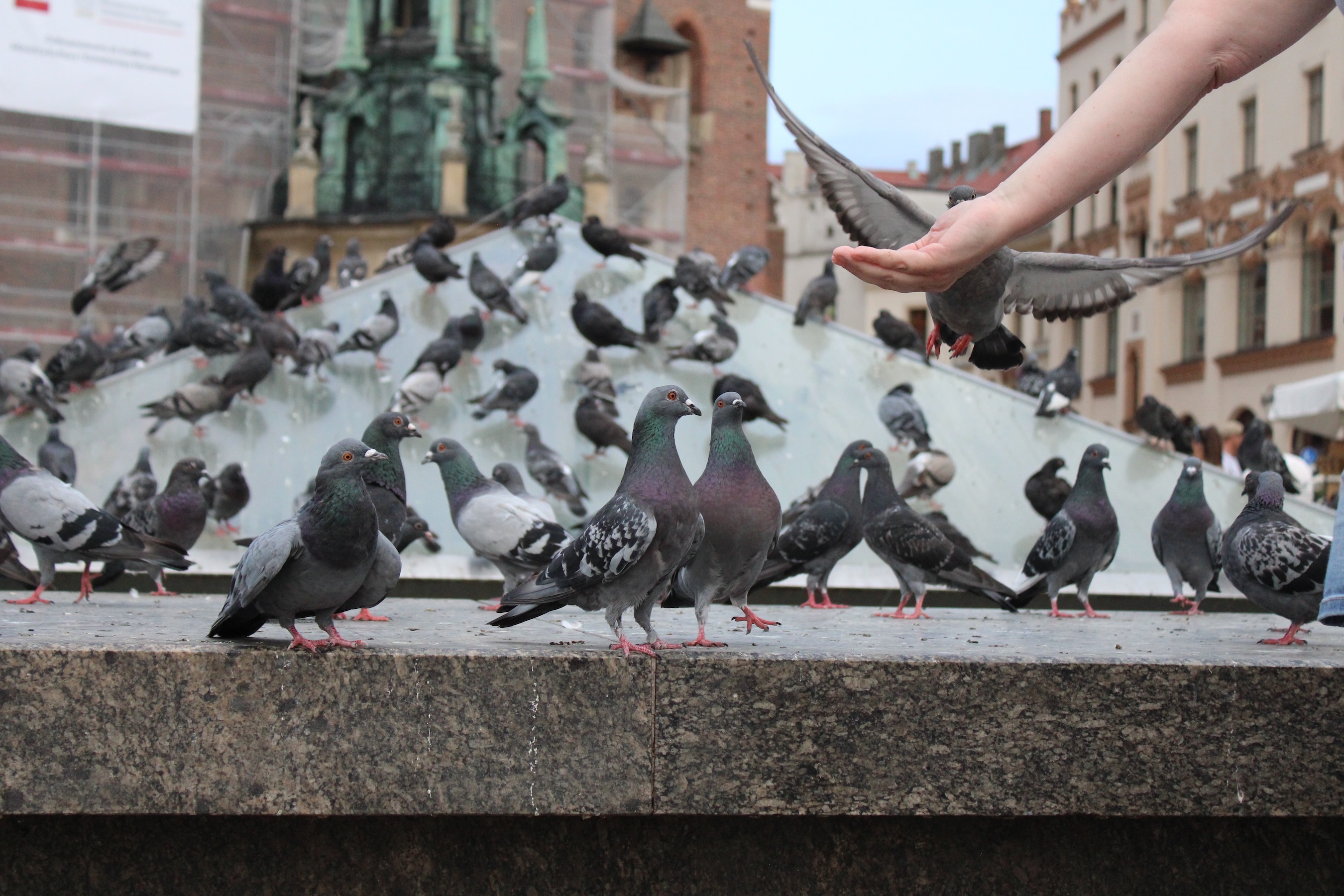 Hundreds of pigeons surround a fountain on the Krakow square