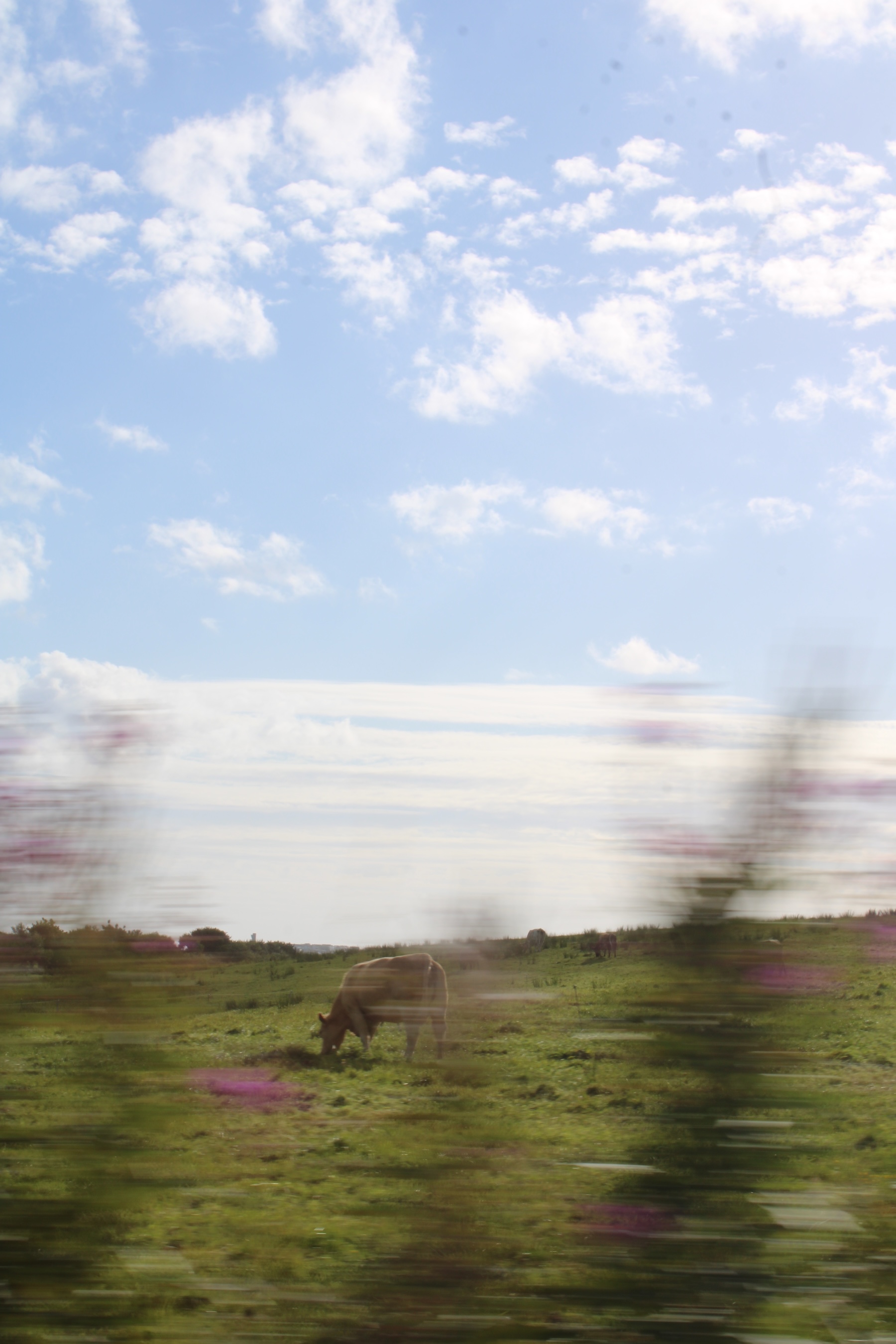 A cow on a farm seen through blurred plants. Taken from a car looking sideways